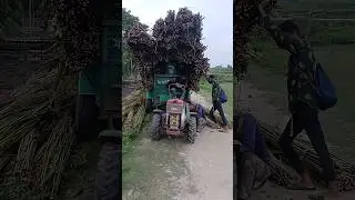 Jute is the golden crop of Bangladesh |#shorts #youtubeshorts #shortvideo #কৃষক #farmer #viral