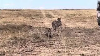 Wildlife Watching, Serengeti, World Adventure Tours from Lauren K. 🐆