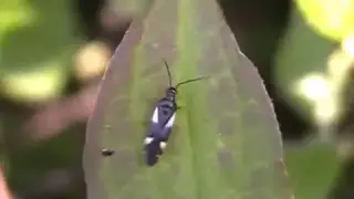 Dryophilocoris flavoquadrimaculatus (Pentatomidae-Hemiptera)