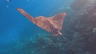 Огромный скат Орляк. Красное море.4K video