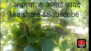 Aswagandha#medicinal plant Indian winter cherry Indian GINSENG Stamna booster#antiinflammatory #vlog