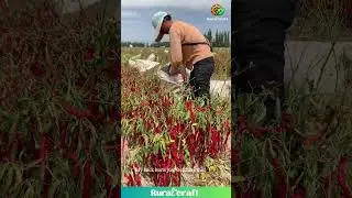 ENDLESS Field of FIRE! 🔥 This Chili Harvest Looks PAINFUL! 🥵 #chili #farming #extreme #challenge