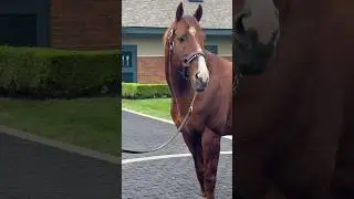 Godolphin at Jonabell Farm, home of the Darley stallions - Midshipman 🤩