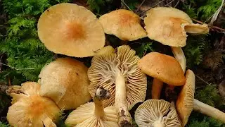 Cuphophyllus pratensis - Hygrophorus pratensis - Meadow Waxcap