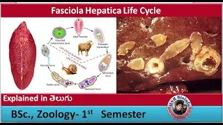 Fasciola Hepatica Life Cycle- Single video   | Platy helmenthes | HSR Bioinfo