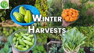 California Winter Garden: Thriving Veggies! 🌱❄️
