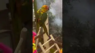 Bro hit the beat #parrot #funny #dance