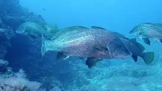 Diving La Graciosa - Spain - Canaries - Lanzarote - Octobre 2022