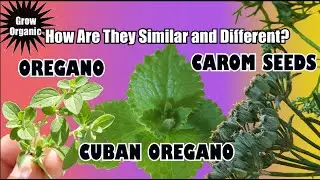 The Similarities & Differences Among Oregano, Cuban Oregano, & Carom Seeds
