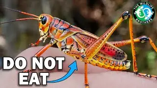 America's Biggest Grasshopper Has a TOXIC Secret (ft. @MyWildBackyard)