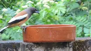 Bird Bath Special