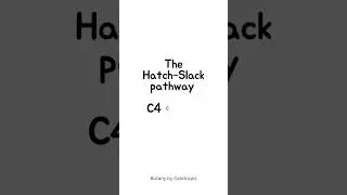 The Hatch-Slack Cycle | C4 Pathway #c4cycle #botany #ytshorts