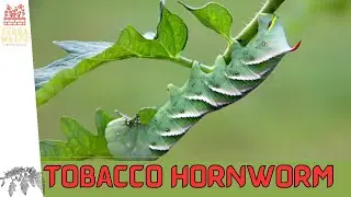 Introduction to TOBACCO HORNWORM: Identification and Control Tips! (Manduca sexta)