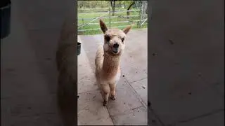 Have you ever saw this type of beautiful and cute baby llama 😍🦙 #shorts