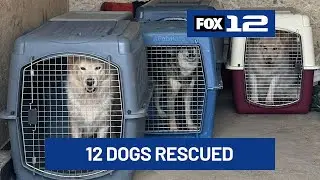 12 dogs found in &lsquo;deplorable&rsquo; conditions after man arrested in Baker County
