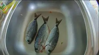 Fischen in Istrien/Vrsar auf Zahnbrasse & Blue-Fish