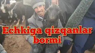 SURXONDARYO ZANG MOL BOZORIDAN ECHKI ONA BOLA ULOQ NARXLARI 27.01.2024