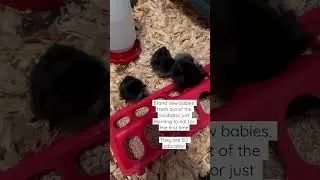 Brand new baby chicks first time eating 🐣 #shorts