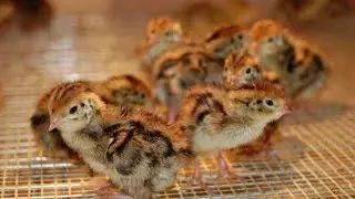 طريقة استقبال السمان  وكيفية التعامل باحترافية  Receiving quail for beginners and how to deal wi