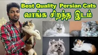 Best persian cat farm chennai |குறைந்த விலையில் வெளிநாட்டு பூனைகள் விற்ப்பனைக்கு உள்ளது |persian cat