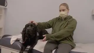 Meet Odin, the dog bringing comfort to Mercy&rsquo;s Cardinals Kids Cancer Center