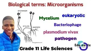Biological Terms - Biodiversity of Microorganisms (Grade 11 Life Sciences)