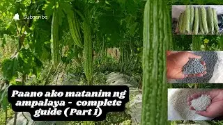 Paano ako magtanim ng Ampalaya | Complete guide sa pagtatanim ng ampalaya Part 1 #ampalaya #buhi