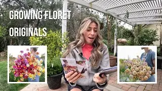Floret Dahlias & Zinnias by Erin Benzakein | Zone 9b Flower Garden Must-Haves