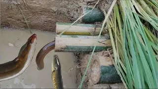 Amazing Deep Hole Fish Trap -Smart Boys Make Deep Hole Fishes & Eels Trap With 8 Bamboo