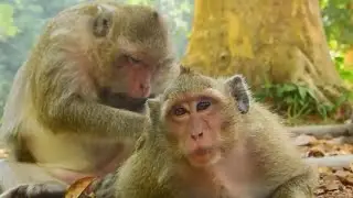 Congrats, DeeDee will become young mom soon, Monkey Dolly and DeeDee monkey | DeeDee monkey