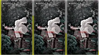Assamese Bihu new status 😊 Assamese whatsapp status 🌸 Assamese song status 💫 Assamese status video 🌹