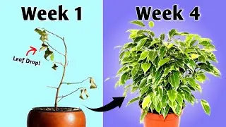 5 Essential Ficus Plant Care That PROS Know! - Ficus Plant Care Indoor