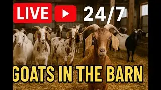 🐐 LIVE 24/7 Goat Barn | Cute Goats, Baby Goats, Relaxing Farm Stream