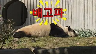 2/1 푸바오실시간 오전(3) 배고파서 잠이 안오나봐요~ 자다가 먹다가 자다가 폭풍흡입~