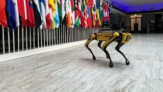 What's the future of global AI policy?