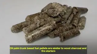Unlocking the Potential: Transforming Oil Palm Trunks into High-Value Products