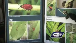 Grow it Green: Lily leaf beetle