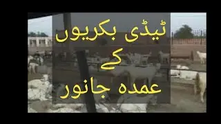 Tedi umda nasalٹیڈی بکریوں کے عمدہ جانور