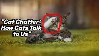 4 Ways Cats Communicate to Humans ( Other Than Meowing ) | Cat Facts |