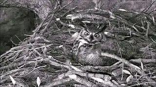 20 Jan ~ Great Horned Owl's early morning, lots of hooting, lots of cawing ~ ©️HDonTap