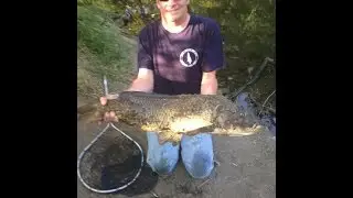Big Jamestown Carp