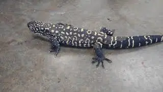 Heloderma horridum