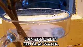 Bessen stekken! | Groene tip#1