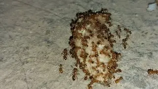Nature Live Stream 🐜 Red Ants Eating Rice & Sugar Episode | #ants #antfeeding #Relaxing