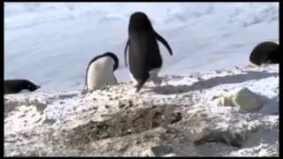 Clip of penguins which are stealing stones from so