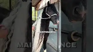 How I imagine 🤣🤍 #dreamhorse #stallion #horse #horsegirl #equestrian #ponies