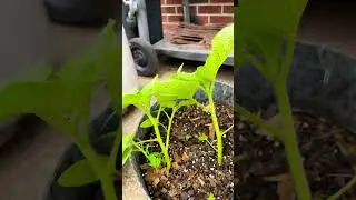 Aunt Molly Ground Cherries 🥰