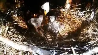 Berry College Eagle nest Feeding 3-4-15