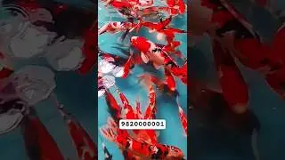 Beautiful Japan koi fish #koi #koifish #koifishpond