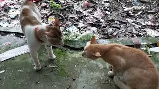 বিড়াল কিভাবে ঝগড়া/মারামারি করে? How do cats fight? angry cat sounds. #cat #viralvideo #trending